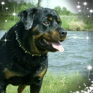 Meet your Posher, Shirley